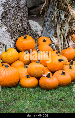 Stack of large fresh Pumpkins at a pumpkin patch Stock Photo