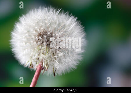 Common dandelion seed head (Taraxacum officinale) Stock Photo