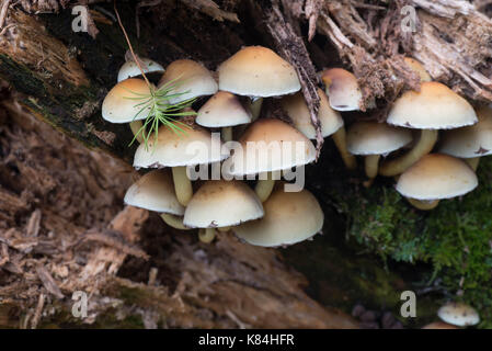 cluster of sulphur tuft (Hypholoma fasciculare ) on tree stump Stock Photo