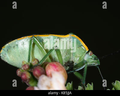 Green stink bug (Chinavia hilaris) sitting on a flower, underside view Stock Photo