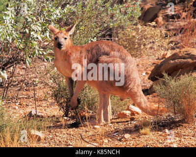 Kangaroo, Macropus rufus, resting in the warm morning sun at a rock formation near Alice Springs, Australia 2017 Stock Photo