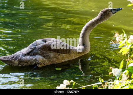 Summers Road, Godalming. 18th September 2017. UK Weather. Cloud cover began to clear this morning over the Home Counties, although the northerly wind meant a distinctly Autumnal feel to the weather. A cygnet at Broadwater Lake in Godalming, Surrey. Credit: james jagger/Alamy Live News Stock Photo