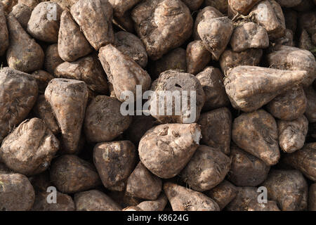 Anklam, Germany. 18th Sep, 2017. Sugar beet photographed in the processing  plant in Anklam, Germany, 18