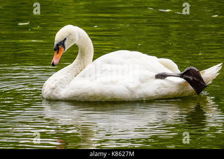 Summers Road, Godalming. 18th September 2017. UK Weather. Cloud cover began to clear this morning over the Home Counties, although the northerly wind meant a distinctly Autumnal feel to the weather. A mute swan at Broadwater Lake in Godalming, Surrey. Credit: james jagger/Alamy Live News Stock Photo