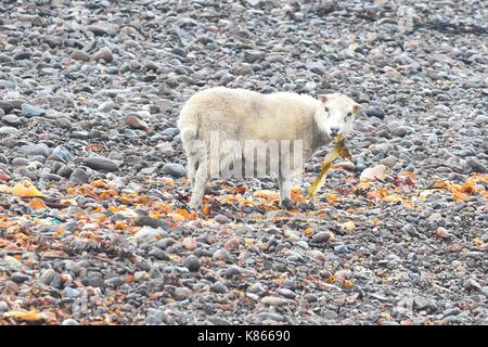 Sheep eating seaweed on beach in Eshaness, Shetland Islands, Scotland, UK Stock Photo