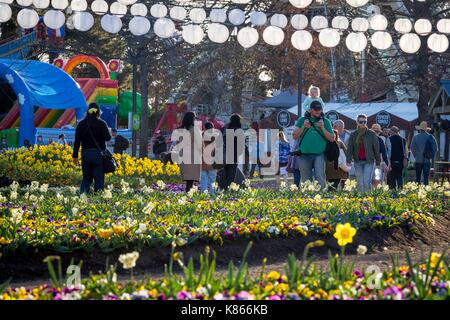 Canberra. 17th Sep, 2017. Photo taken on Sept. 17, 2017 shows the flowers on the Floriade 2017 at Canberra's Commonwealth Park, Australia. This year's Floriade will held from Sept. 16 to Oct. 15. Credit: Zhu Nan/Xinhua/Alamy Live News Stock Photo