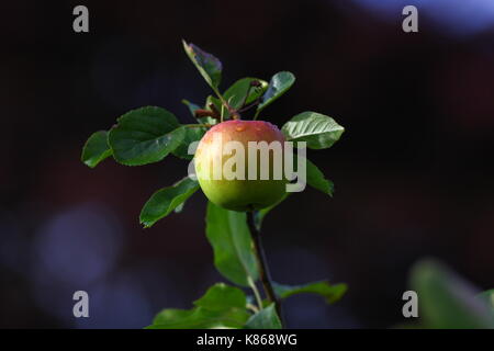 Single green and red apple on a tree in a garden Stock Photo