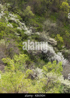 Mountainside in the Azat river gorge near the Geghard monastery in Armenia, steep and colourful with blossoming trees in the springtime Stock Photo