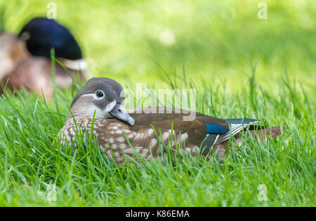 Aix galericulata hen (female Mandarin Duck) laying on grass in early Summer in West Sussex, England, UK. Stock Photo