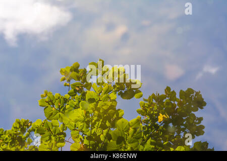 Tree and blue sky reflections in perfectly still water on an Autumn day in the UK, with copy space. Stock Photo