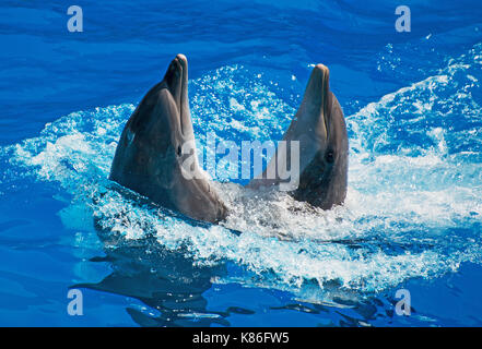 Two dolphins dancing in water. Stock Photo