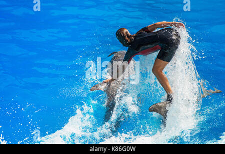 Show with dolphins. Woman standing on a dolphin. Stock Photo