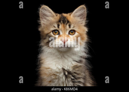 Siberian kitten on isolated black background Stock Photo