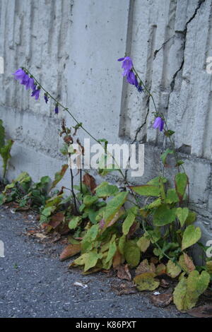 Creeping bellflower (Campanula rapunculoides) Stock Photo