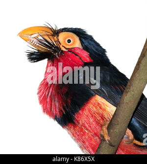 Bearded barbet (Lybius dubius) portrait, isolated on white background. Stock Photo