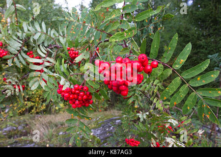 Rowan berries, Finland Stock Photo