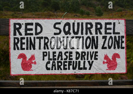 Hand made sign for red squirrel reintroduction zone please drive carefully road side in Scotland A896 Glenshieldaig Forest Stock Photo