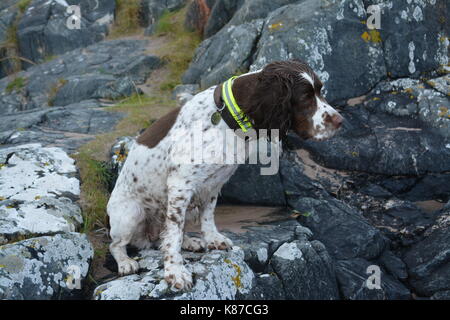 Liver and white english springer spaniel family pet sitting on rocks on a beach in Scotland during a summer holiday break with owner Stock Photo