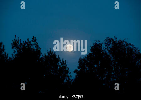 MOONRISE OVER PINE TREES, PENNSYLVANIA Stock Photo