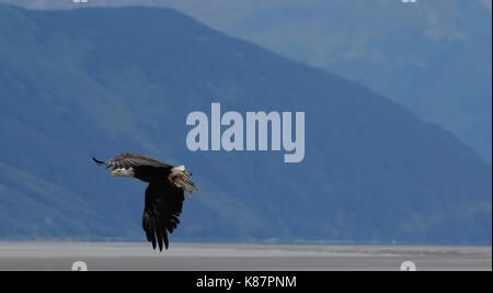 A bald eagle swoops down to grab a fish, which he carried away, nearDenali National Park and Preserve in interior Alaska Stock Photo