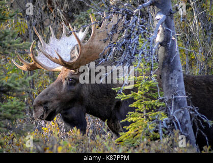 2 bull moose battle it out on the side of the road at Denali National Park and Preserve in interior Alaska, September, 2017.moose Stock Photo