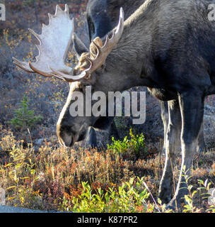 2 bull moose battle it out on the side of the road at Denali National Park and Preserve in interior Alaska, September, 2017.moose Stock Photo