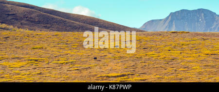 Denali National Park and Preserve in interior Alaska Stock Photo
