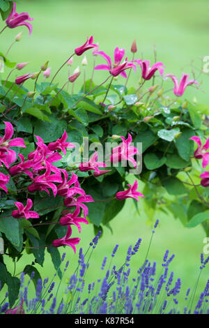 Clematis Princess Diana and Lavender. Stock Photo