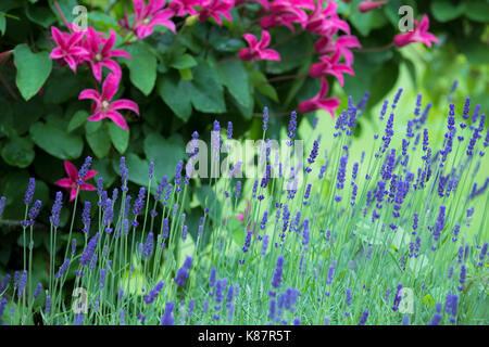 Lavender and Clematis Princess Diana. Stock Photo