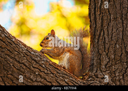 squirrel in central park New York city Stock Photo