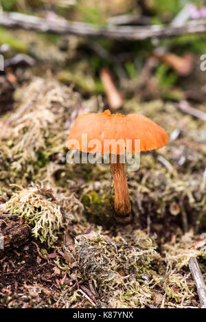 The deceiver (Laccaria laccata), common heathland fungi Stock Photo