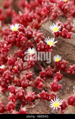 Red succulents growing on a rocky surface in Lanzarote, Spain Stock Photo