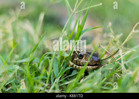 Reticulated python on grass Stock Photo