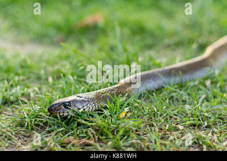 Reticulated python on grass Stock Photo