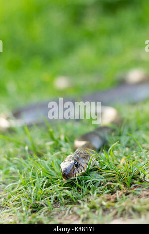 Reticulated python on grass Stock Photo