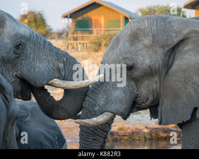 Two African elephants drinking head to head at waterhole with safari tent in background, Botswana, Africa. Stock Photo