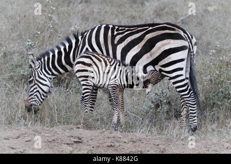 A zebra foal Stock Photo