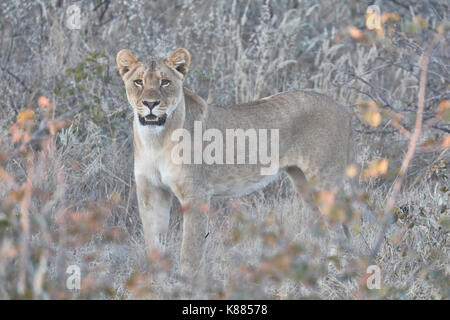 Lion, panthera leo, standing in grassland. Stock Photo