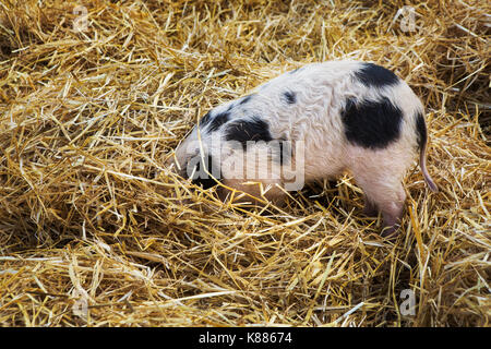 High angle close up of Gloucester Old Spot pig with its head burried in straw. Stock Photo