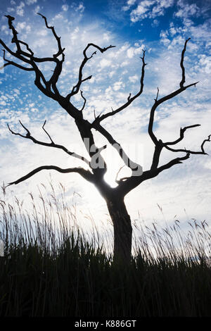 Silhouette of leafless tree against cloudy sky. Stock Photo