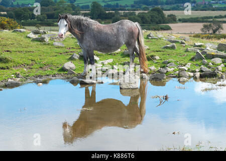 Wild pony reflected in a pool high up on Hergest Ridge on the border between England and Wales Stock Photo