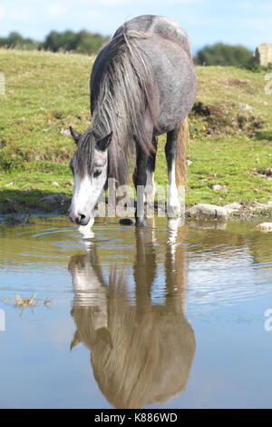 Hergest Ridge wild pony drinks from a pool high up on Hergest Ridge which straddles the Wales England border Stock Photo