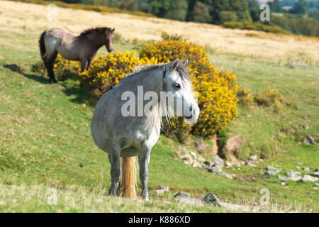 Hergest Ridge wild ponies high up on the border between England and Wales