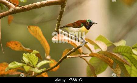 one purple rumped sunbird (Leptocoma zeylonica) bird on green tree branch Stock Photo