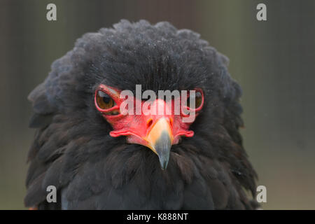 photo portrait of an adult Bateleur Eagle