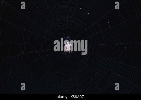 Big spider in the middle of his web against a black background Stock Photo