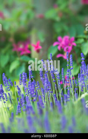 Lavender and pink Clematis. Stock Photo