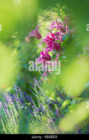Pink Clematis and Lavender flowers. Stock Photo