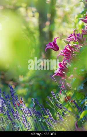 Pink Clematis and Lavender flowers. Stock Photo