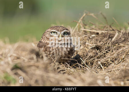 Little Owl (Athene noctua) adult, sitting in straw, West Yorkshire, England, April (captive bird) Stock Photo